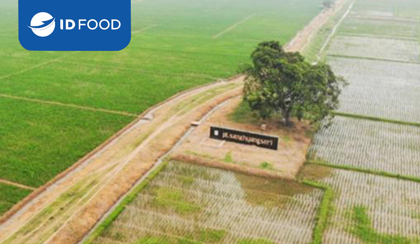 Tebar Benih Padi Unggul di 21 Provinsi, ID FOOD Dukung Petani Terus Tingkatkan Produksi